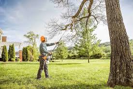 Best Tree Cabling and Bracing  in Brewster Hill, NY