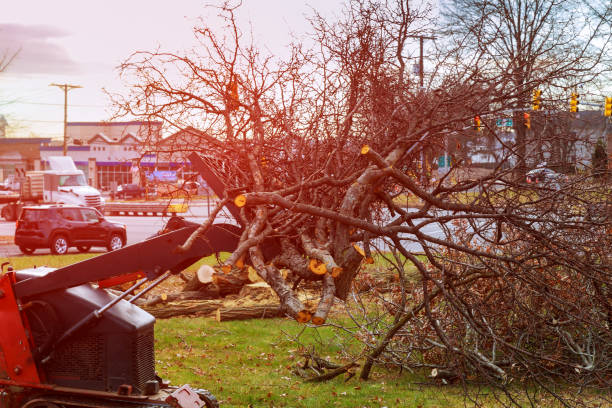 Best Tree and Shrub Care  in Brewster Hill, NY