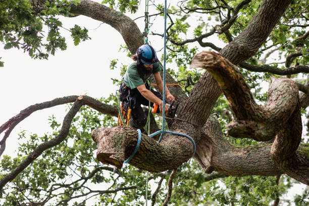 Best Stump Grinding and Removal  in Brewster Hill, NY