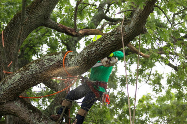 Brewster Hill, NY Tree Care Company