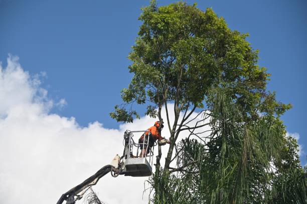 Best Storm Damage Tree Cleanup  in Brewster Hill, NY