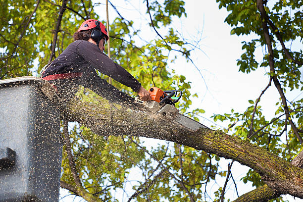Best Hedge Trimming  in Brewster Hill, NY