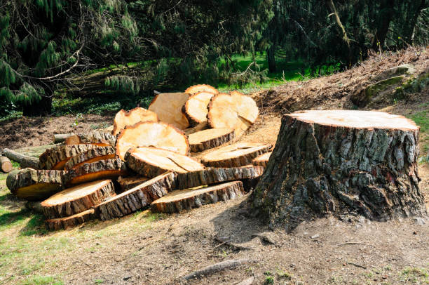 Best Seasonal Cleanup (Spring/Fall)  in Brewster Hill, NY